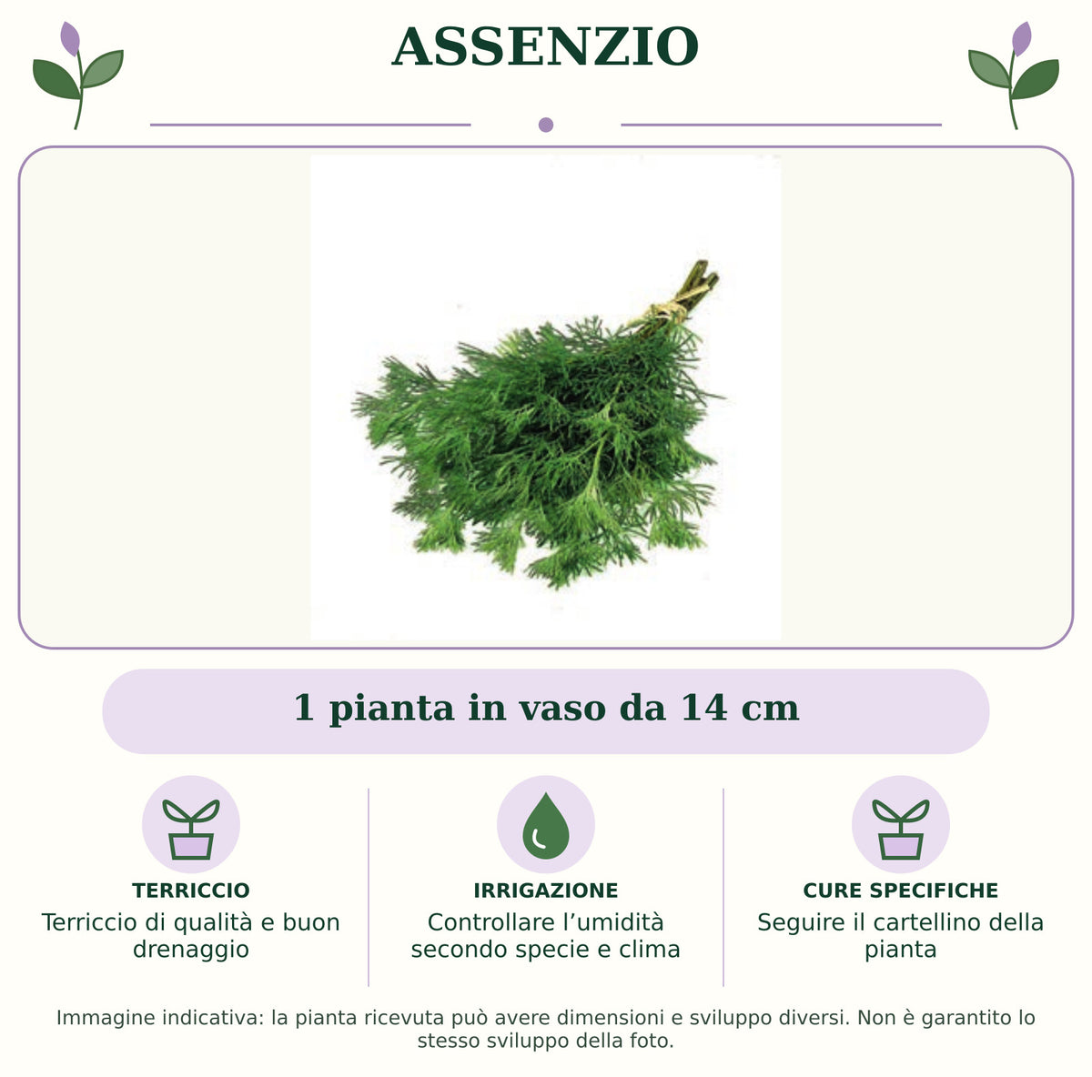 Assenzio: 1 pianta in vaso da 14 cm. Terriccio di qualità e buon drenaggio. Controllare l’umidità secondo specie e clima. Seguire il cartellino della pianta. Immagine indicativa.