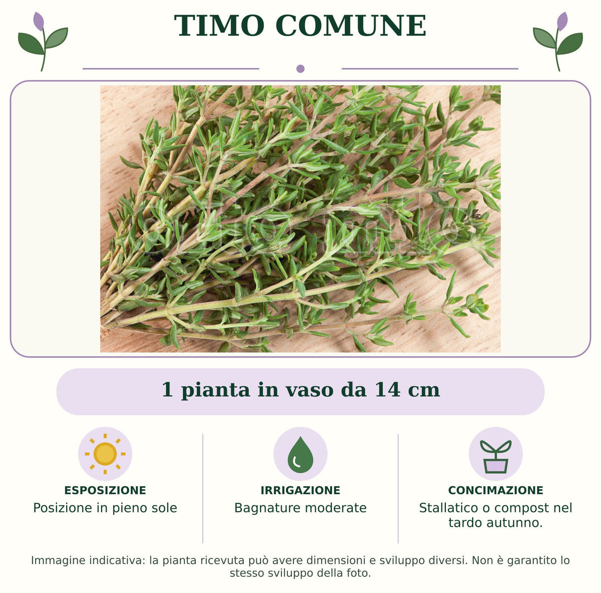 Timo comune: 1 pianta in vaso da 14 cm. Posizione in pieno sole. Bagnature moderate. Stallatico o compost nel tardo autunno.. Immagine indicativa.