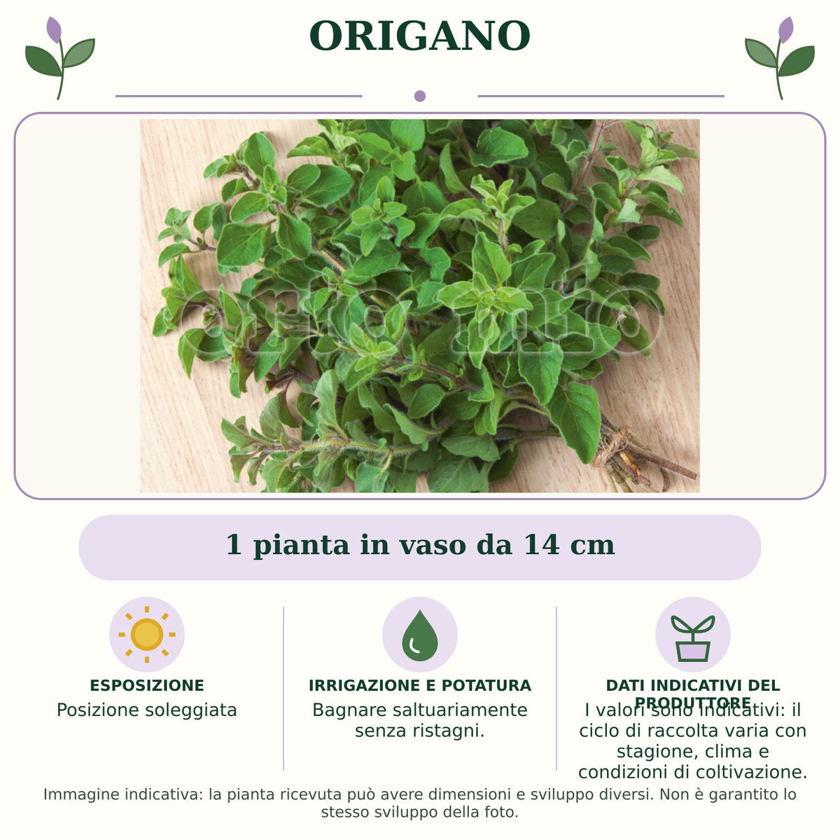 Origano: 1 pianta in vaso da 14 cm. Posizione soleggiata. Bagnare saltuariamente senza ristagni.. I valori sono indicativi: il ciclo di raccolta varia con stagione, clima e condizioni di coltivazione.. Immagine indicativa.