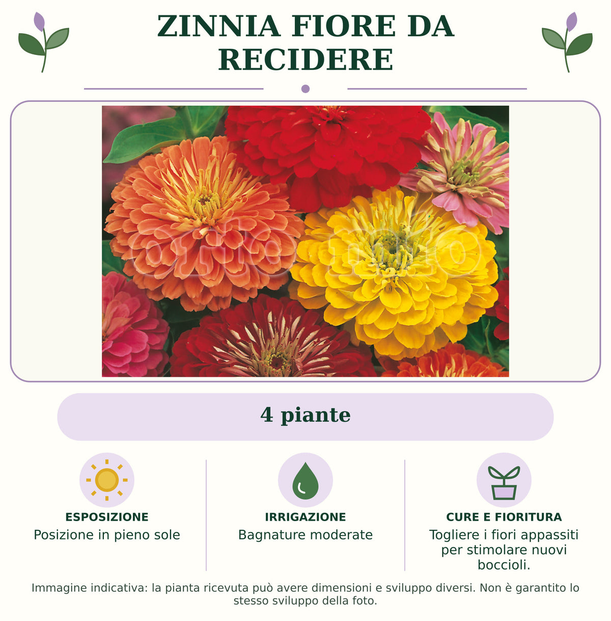 Zinnia fiore da recidere: 4 piante. Posizione in pieno sole. Bagnature moderate. Togliere i fiori appassiti per stimolare nuovi boccioli.. Immagine indicativa.