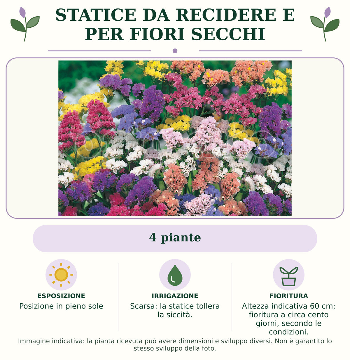 Statice da recidere e per fiori secchi: 4 piante. Posizione in pieno sole. Scarsa: la statice tollera la siccità.. Altezza indicativa 60 cm; fioritura a circa cento giorni, secondo le condizioni.. Immagine indicativa.