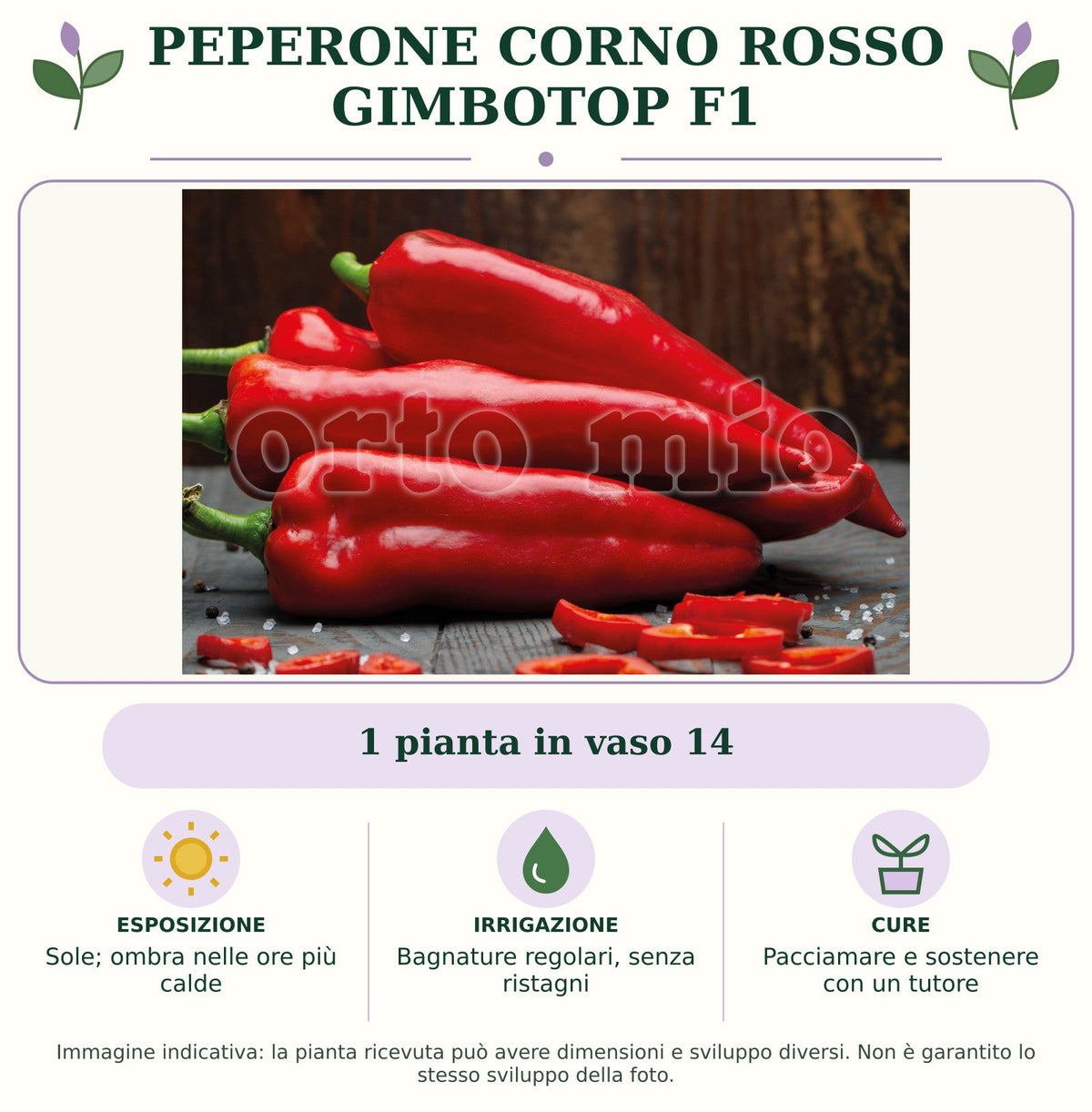 Peperone Corno rosso Gimbotop F1: 1 pianta in vaso 14. Sole; ombra nelle ore più calde. Bagnature regolari, senza ristagni. Pacciamare e sostenere con un tutore. Immagine indicativa.