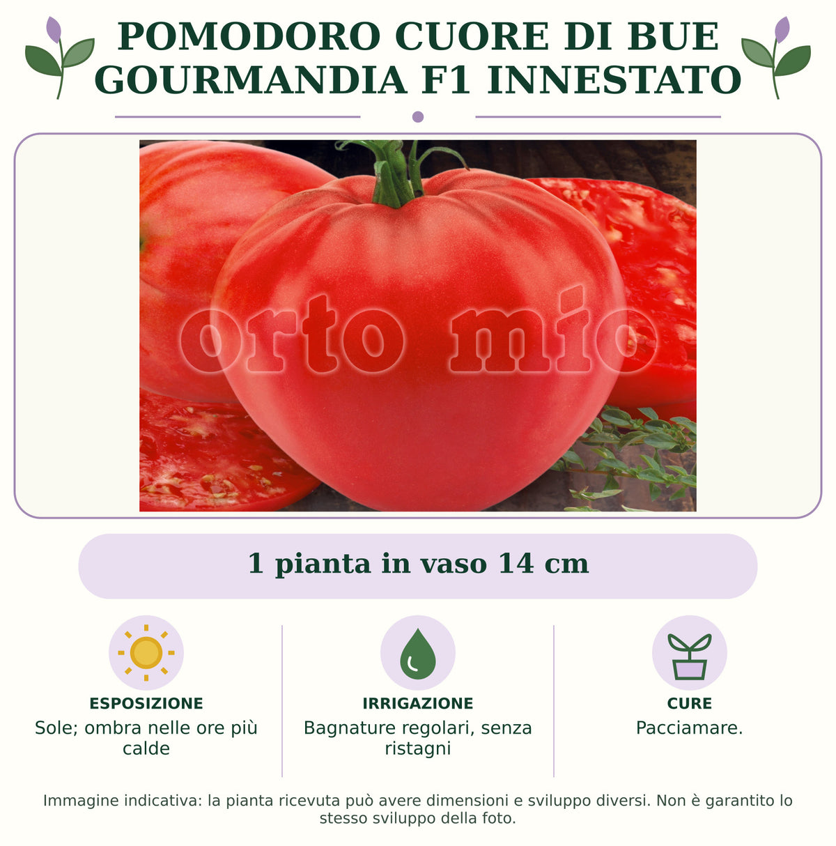 Pomodoro Cuore di Bue Gourmandia F1 Innestato: 1 pianta in vaso 14 cm. Sole; ombra nelle ore più calde. Bagnature regolari, senza ristagni. Pacciamare.. Immagine indicativa.
