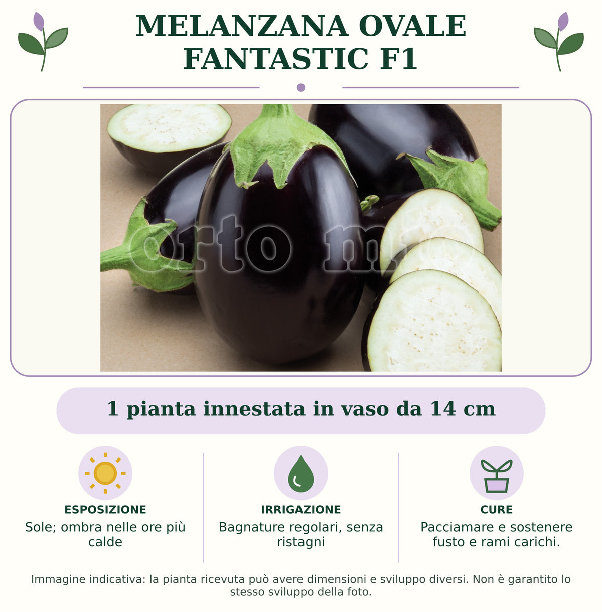 Melanzana ovale Fantastic F1: 1 pianta innestata in vaso da 14 cm. Sole; ombra nelle ore più calde. Bagnature regolari, senza ristagni. Pacciamare e sostenere fusto e rami carichi.. Immagine indicativa.