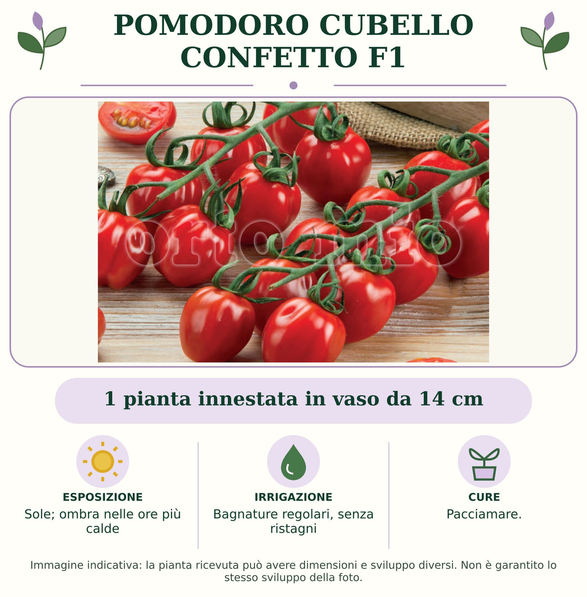Pomodoro Cubello Confetto F1: 1 pianta innestata in vaso da 14 cm. Sole; ombra nelle ore più calde. Bagnature regolari, senza ristagni. Pacciamare.. Immagine indicativa.