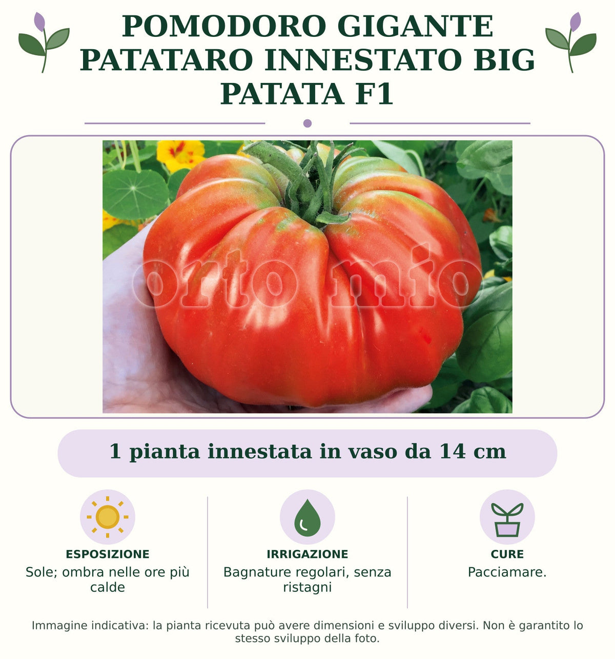 Pomodoro gigante patataro innestato Big Patata F1: 1 pianta innestata in vaso da 14 cm. Sole; ombra nelle ore più calde. Bagnature regolari, senza ristagni. Pacciamare.. Immagine indicativa.