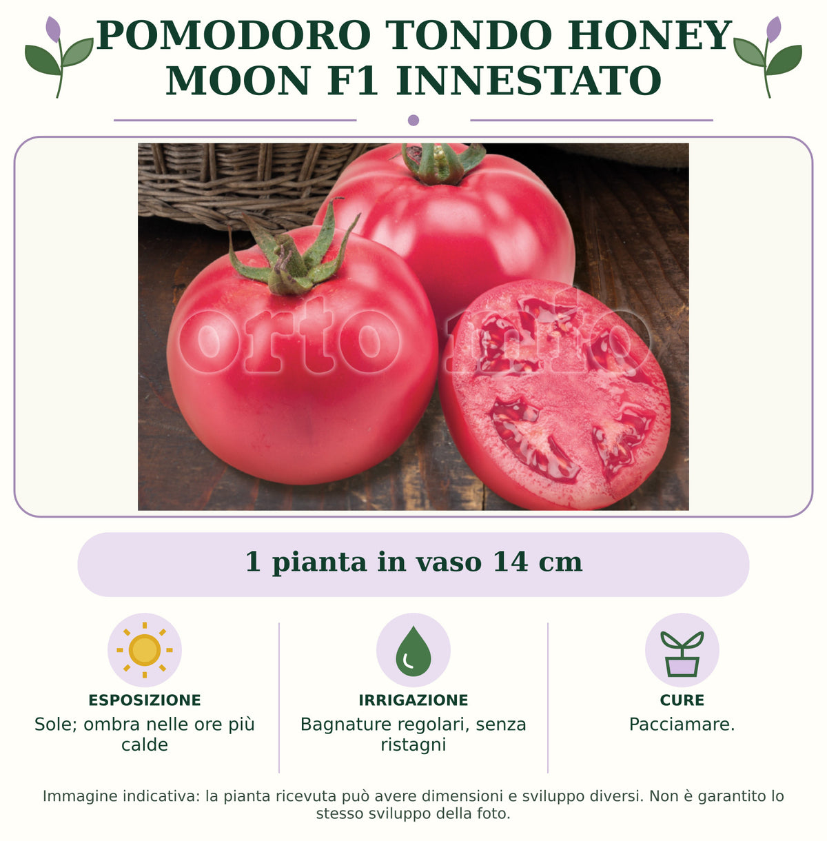 Pomodoro Tondo Honey Moon F1 Innestato: 1 pianta in vaso 14 cm. Sole; ombra nelle ore più calde. Bagnature regolari, senza ristagni. Pacciamare.. Immagine indicativa.