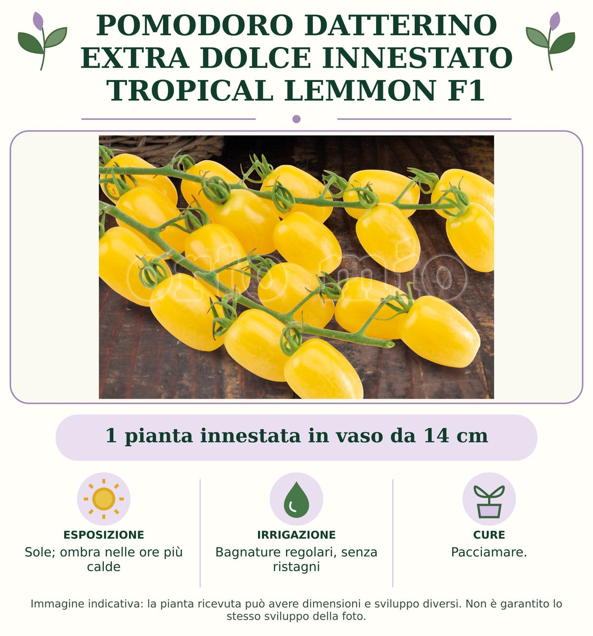 Pomodoro datterino extra dolce innestato Tropical Lemmon F1: 1 pianta innestata in vaso da 14 cm. Sole; ombra nelle ore più calde. Bagnature regolari, senza ristagni. Pacciamare.. Immagine indicativa.