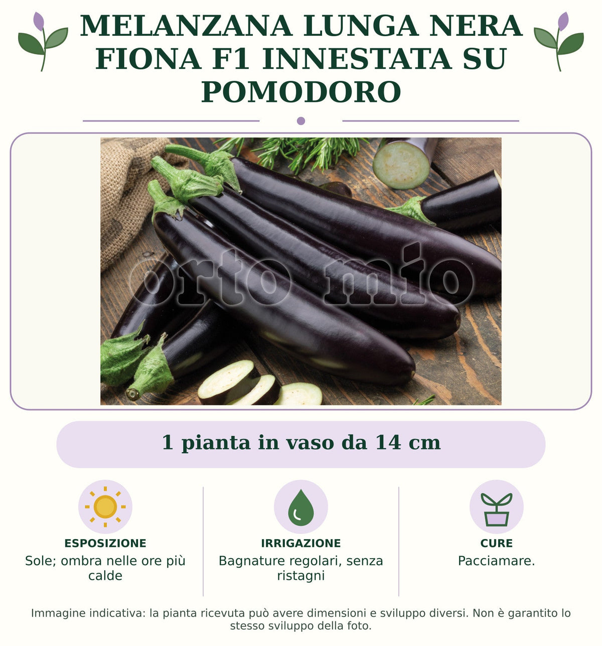 Melanzana lunga nera Fiona F1 innestata su pomodoro: 1 pianta in vaso da 14 cm. Sole; ombra nelle ore più calde. Bagnature regolari, senza ristagni. Pacciamare.. Immagine indicativa.