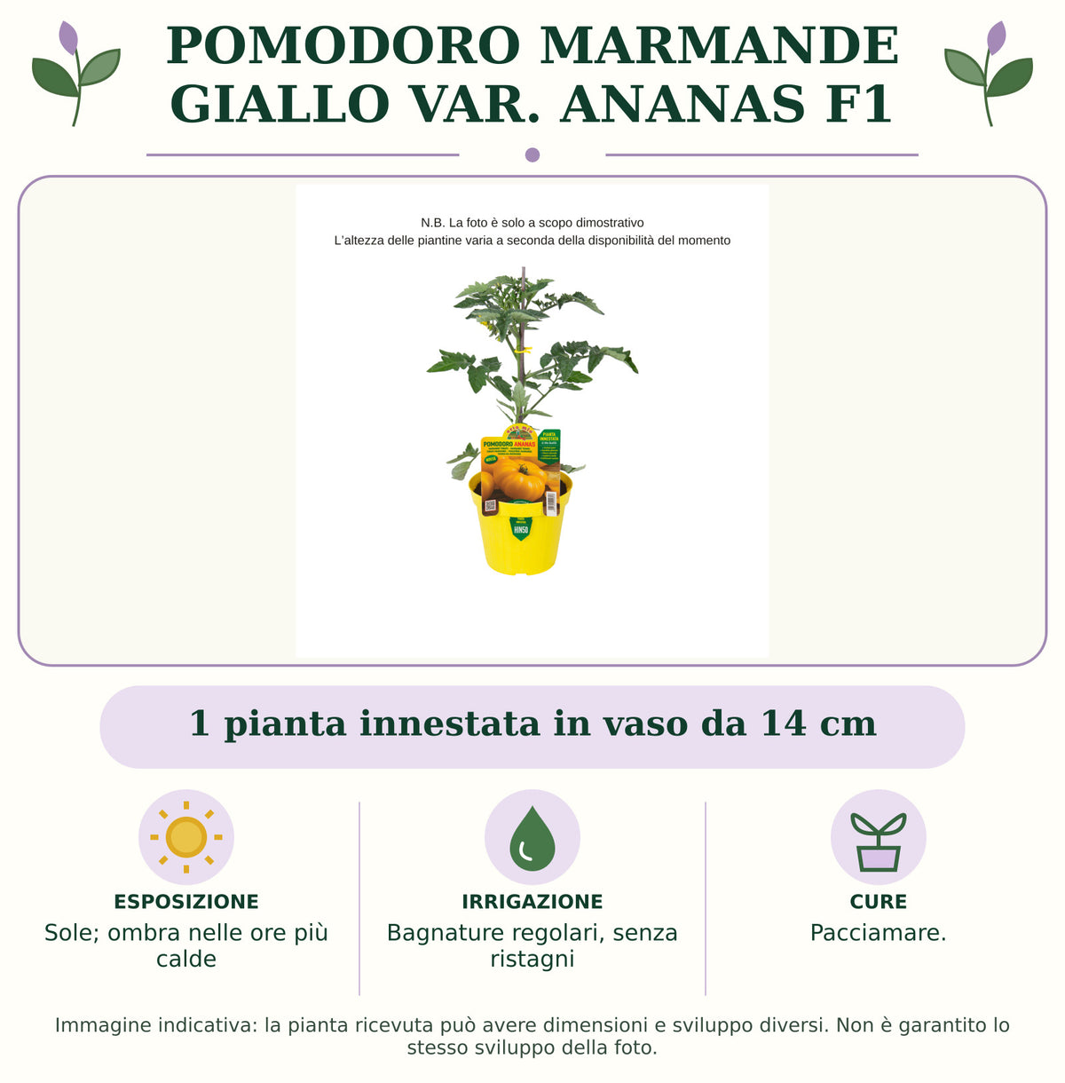Pomodoro Marmande Giallo var. Ananas F1: 1 pianta innestata in vaso da 14 cm. Sole; ombra nelle ore più calde. Bagnature regolari, senza ristagni. Pacciamare.. Immagine indicativa.