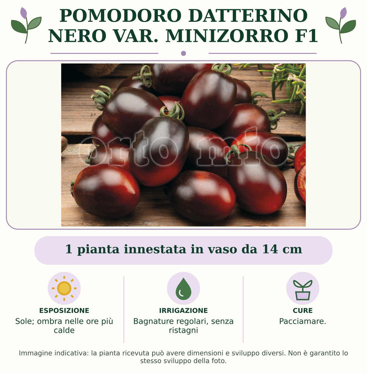 Pomodoro Datterino nero var. Minizorro F1: 1 pianta innestata in vaso da 14 cm. Sole; ombra nelle ore più calde. Bagnature regolari, senza ristagni. Pacciamare.. Immagine indicativa.