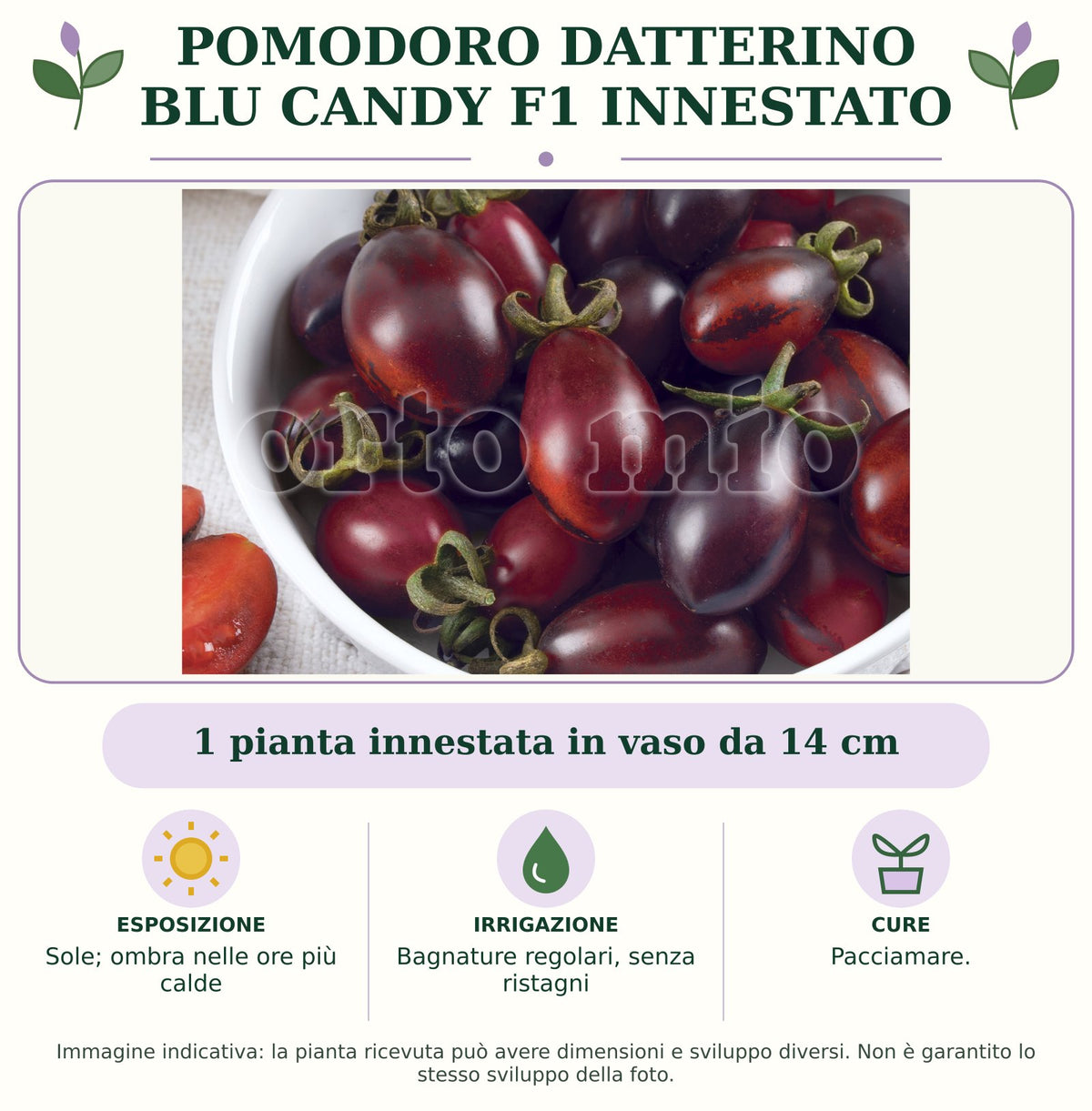 Pomodoro datterino blu Candy F1 innestato: 1 pianta innestata in vaso da 14 cm. Sole; ombra nelle ore più calde. Bagnature regolari, senza ristagni. Pacciamare. Immagine indicativa.