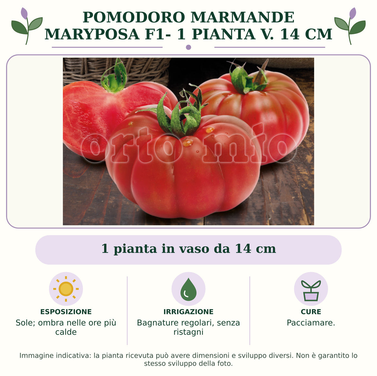 Pomodoro marmande Maryposa F1- 1 pianta v. 14 cm: 1 pianta in vaso da 14 cm. Sole; ombra nelle ore più calde. Bagnature regolari, senza ristagni. Pacciamare.. Immagine indicativa.