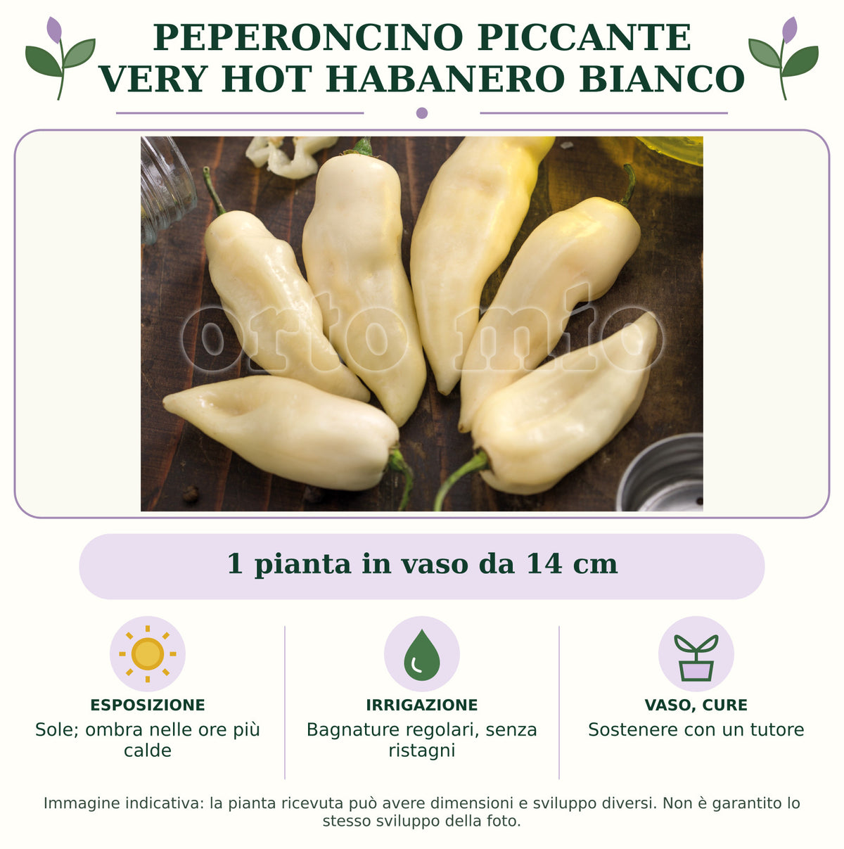 Peperoncino piccante VERY HOT Habanero bianco: 1 pianta in vaso da 14 cm. Sole; ombra nelle ore più calde. Bagnature regolari, senza ristagni. Sostenere con un tutore. Immagine indicativa.
