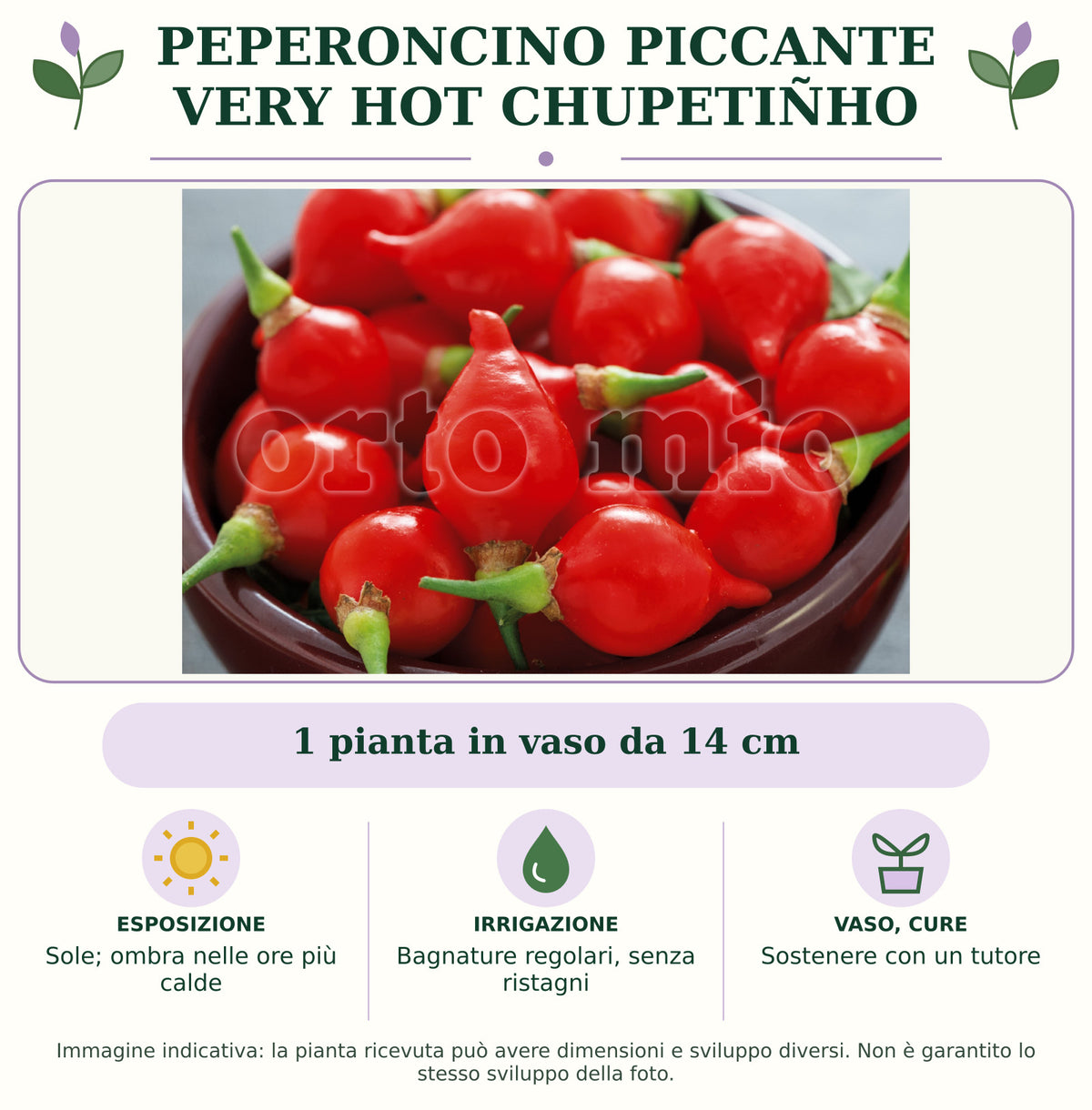 Peperoncino piccante VERY HOT Chupetiñho: 1 pianta in vaso da 14 cm. Sole; ombra nelle ore più calde. Bagnature regolari, senza ristagni. Sostenere con un tutore. Immagine indicativa.