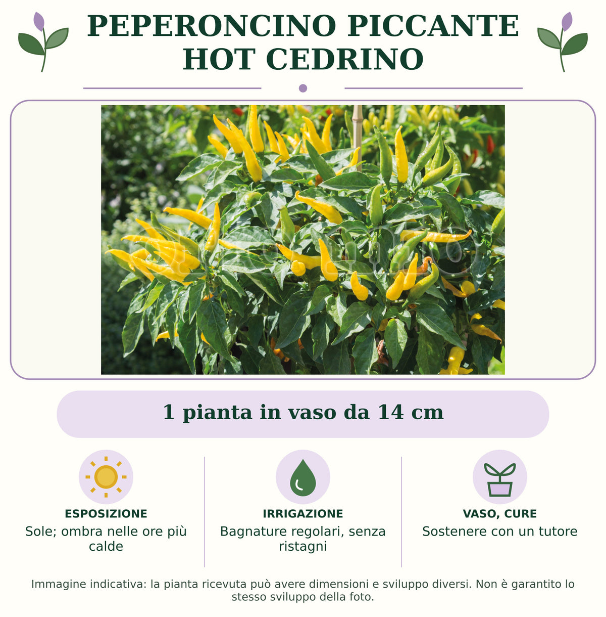 Peperoncino piccante HOT Cedrino: 1 pianta in vaso da 14 cm. Sole; ombra nelle ore più calde. Bagnature regolari, senza ristagni. Sostenere con un tutore. Immagine indicativa.