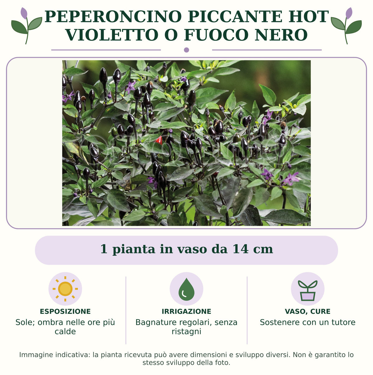 Peperoncino piccante HOT Violetto o fuoco nero: 1 pianta in vaso da 14 cm. Sole; ombra nelle ore più calde. Bagnature regolari, senza ristagni. Sostenere con un tutore. Immagine indicativa.