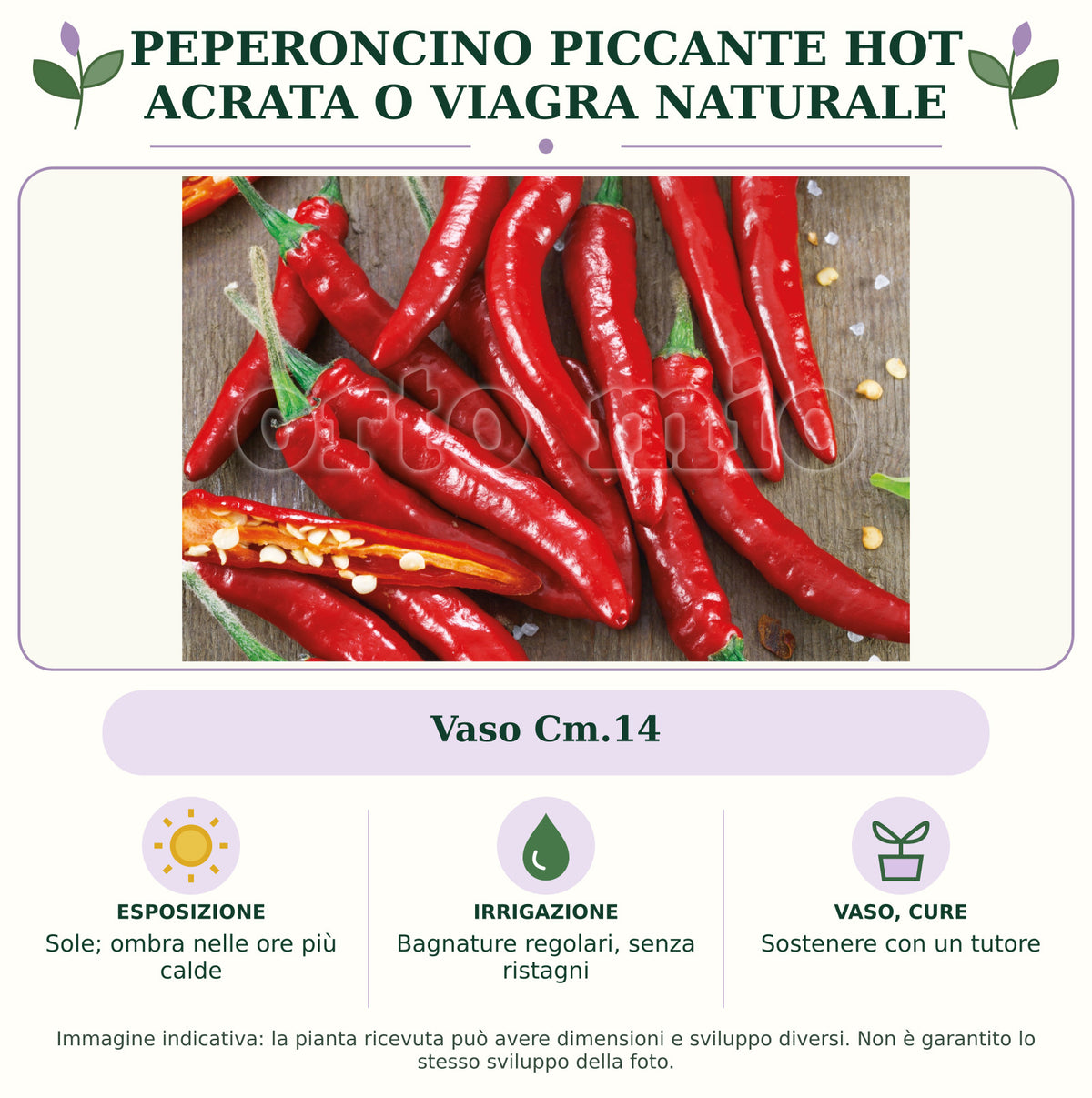 Peperoncino piccante HOT Acrata o Viagra Naturale: Vaso Cm.14. Sole; ombra nelle ore più calde. Bagnature regolari, senza ristagni. Sostenere con un tutore. Immagine indicativa.