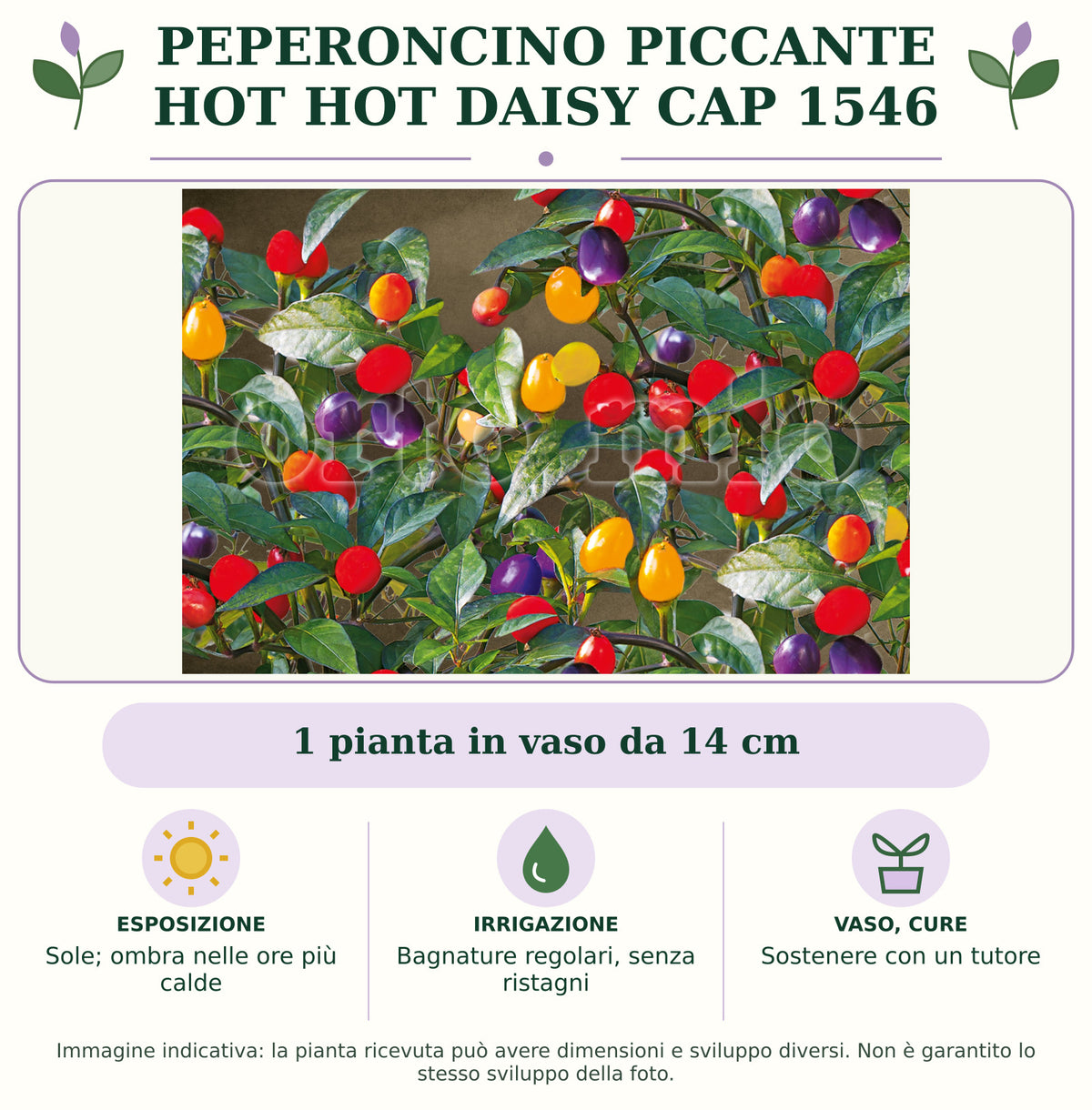 Peperoncino piccante HOT Hot Daisy CAP 1546: 1 pianta in vaso da 14 cm. Sole; ombra nelle ore più calde. Bagnature regolari, senza ristagni. Sostenere con un tutore. Immagine indicativa.