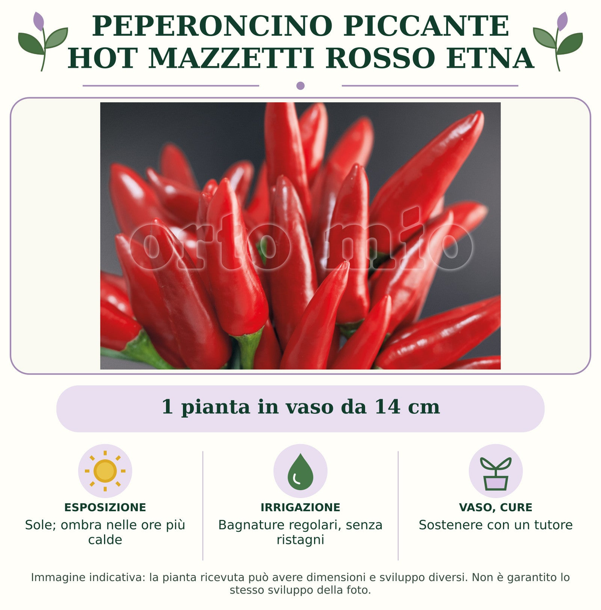 Peperoncino piccante HOT mazzetti rosso Etna: 1 pianta in vaso da 14 cm. Sole; ombra nelle ore più calde. Bagnature regolari, senza ristagni. Sostenere con un tutore. Immagine indicativa.
