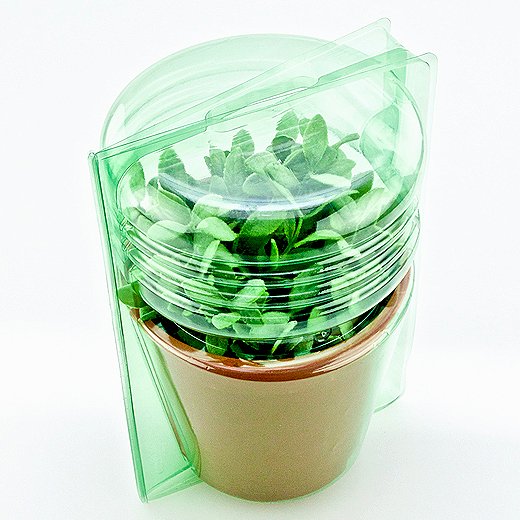 Pacco per ordine per corrispondenza per 1 pianta in un vaso di ø17x15cm.