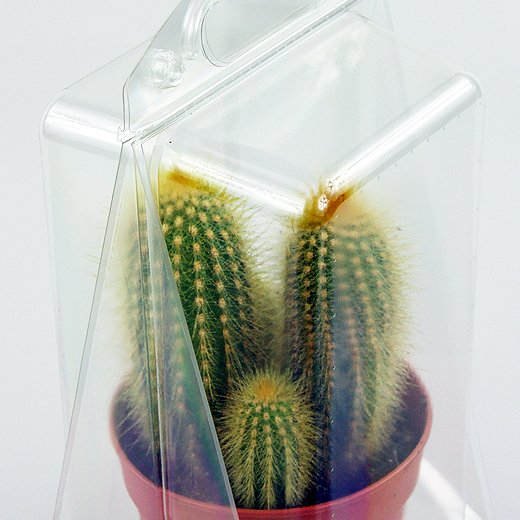 Confezione per contenere 1 pianta in un vaso di 11x11x12 cm.