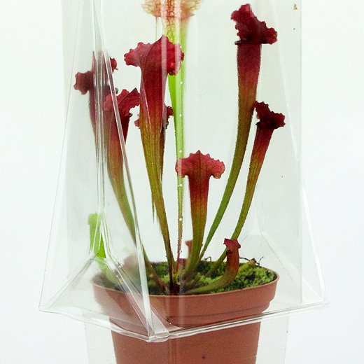 Confezione per trasportare 1 pianta in un vaso di 11x11x12 cm.