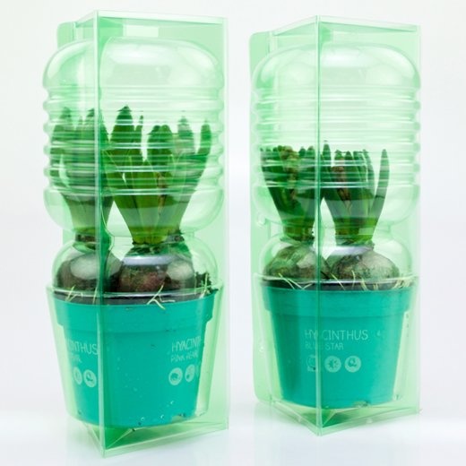 Pacco per ordinazione per bulbi di fiori in vaso di ø12x9cm.