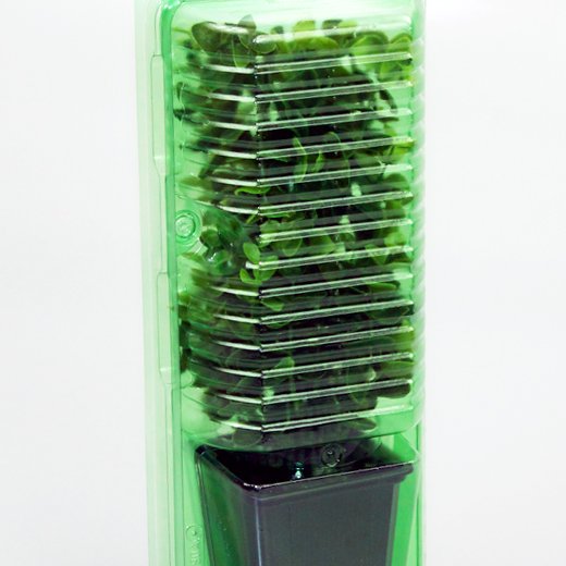 Pacco per ordine per corrispondenza per 1 pianta in un vaso di 9x9x10 cm.