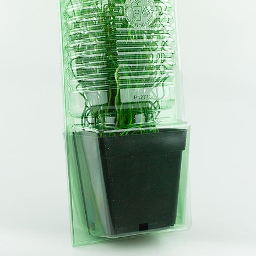 Pacco per ordine per corrispondenza per 1 pianta in un vaso di 13x13x13 cm (adatto anche per vasi ø15x13 cm).