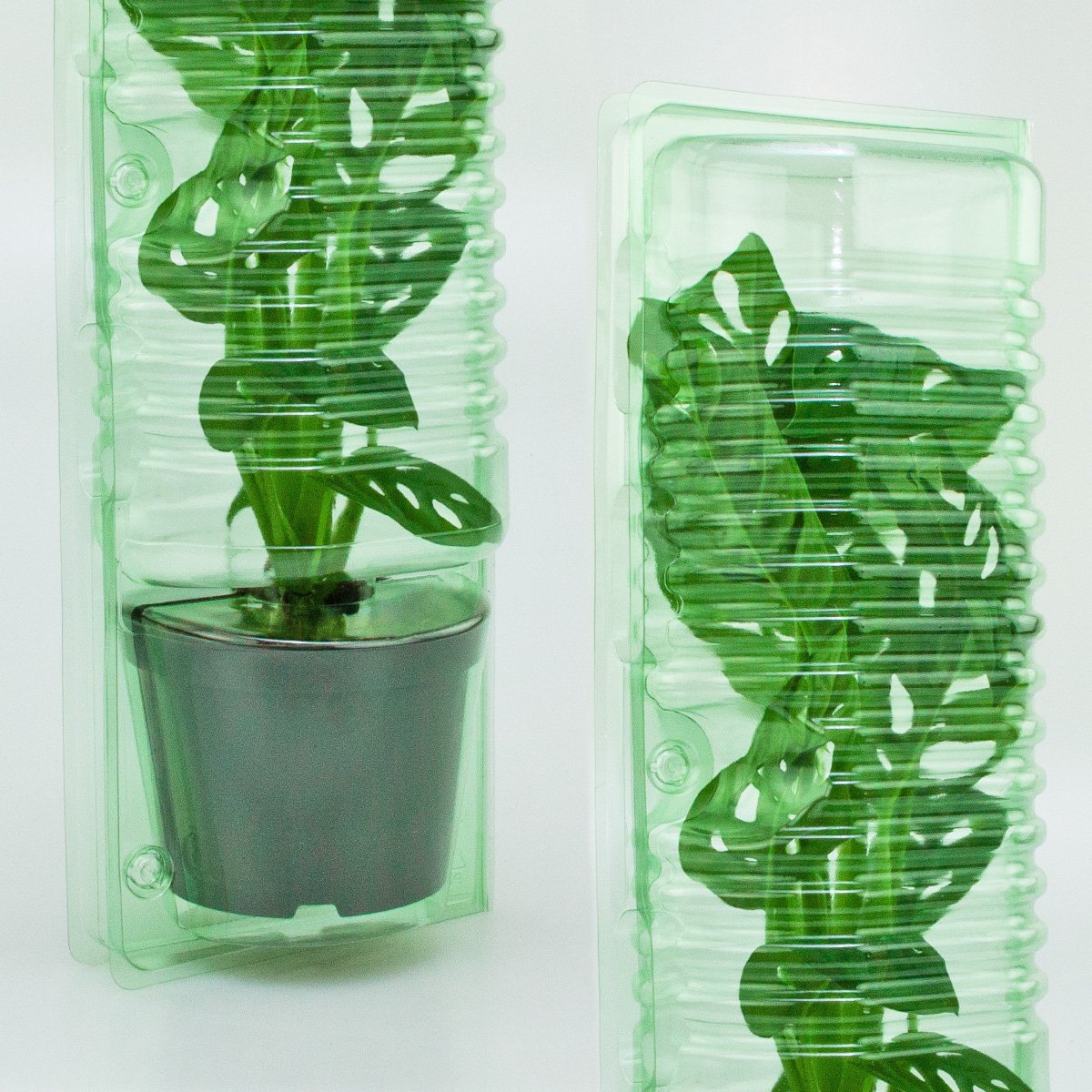 Pacco per ordine per corrispondenza per 1 pianta in un vaso di ø10,5x9cm.