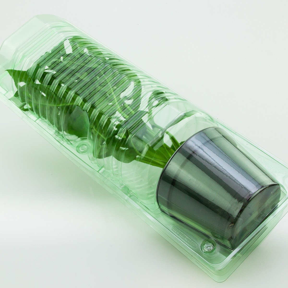 Pacco per ordine per corrispondenza per 1 pianta in un vaso di ø10,5x9cm.