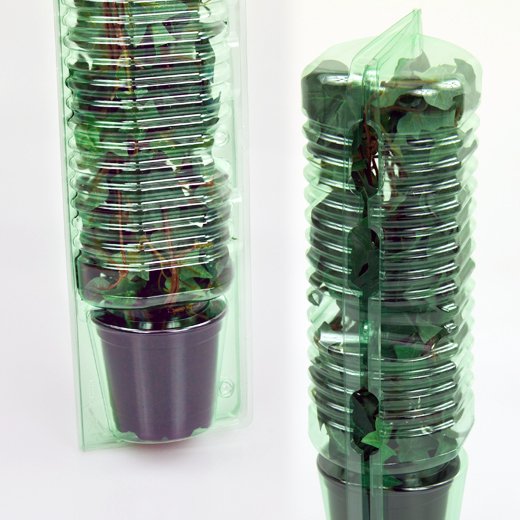 Pacco per ordine per corrispondenza per 1 pianta in un vaso di ø10,5x9cm.