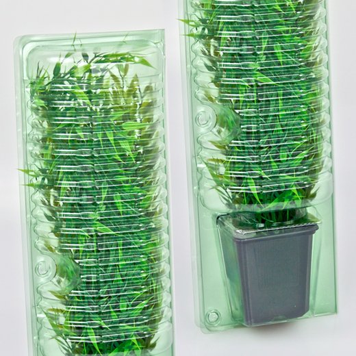 Pacco per ordine per corrispondenza per 1 pianta in un vaso di 9x9x10 cm.