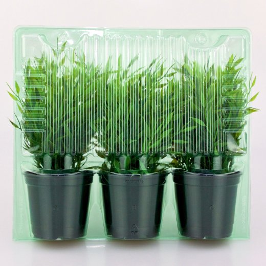 Pacco per ordine per corrispondenza contenente 3 piante in vasi di ø10,5x9cm.