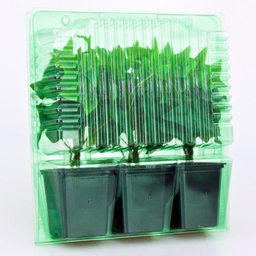 Pacco per ordine per corrispondenza contenente 3 piante in vasi di 9x9x10 cm.