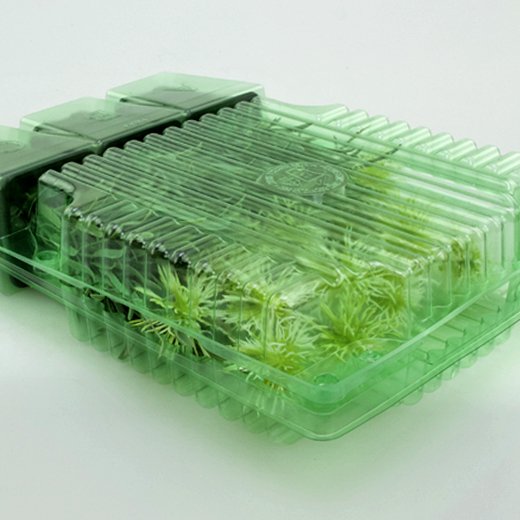 Pacco per ordine per corrispondenza contenente 3 piante in vasi di 7x7x8 cm.
