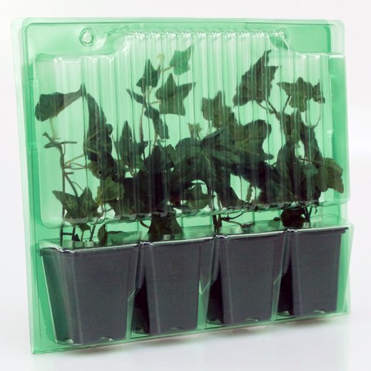 Pacco per ordine per corrispondenza contenente 4 piante in vasi di 7x7x8 cm.