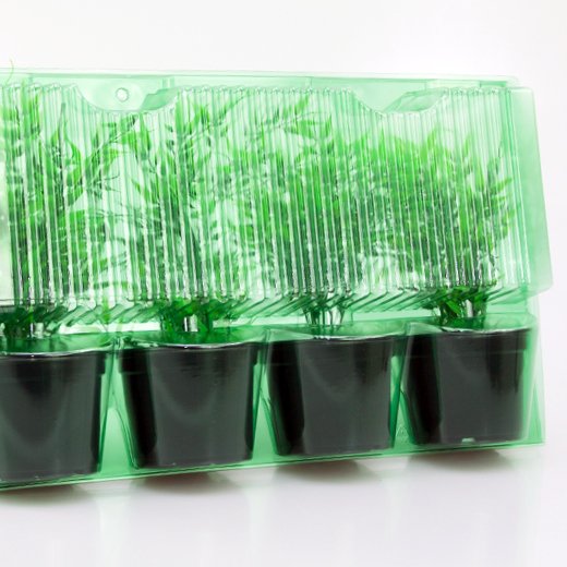 Pacco per ordine per corrispondenza contenente 4 piante in vasi di ø12x9cm.