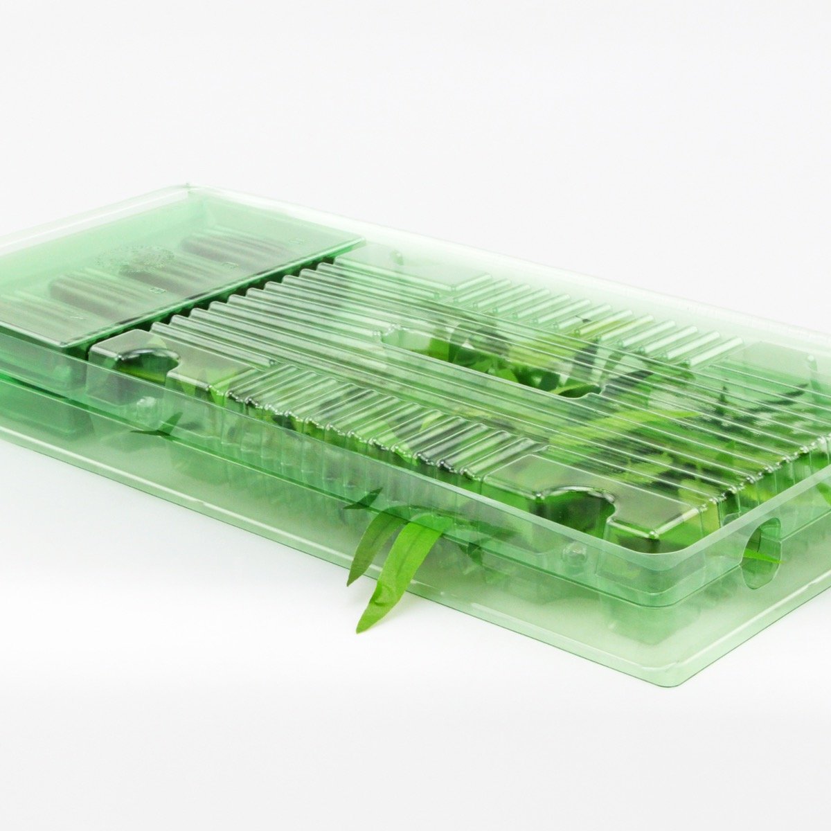 Pacco per ordine per corrispondenza per 1 libro Deep Rootrainer.