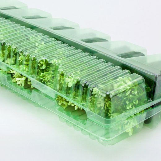 Pacco per ordine per corrispondenza contenente 6 piante in vasi di 7x7x8 cm.