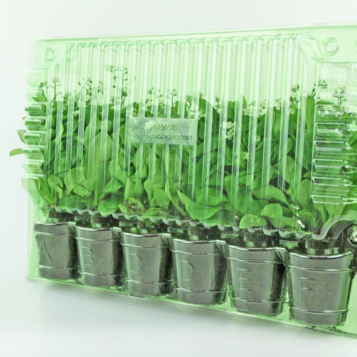 Pacco per ordine postale per 6 tappi ø60x60mm (conico).