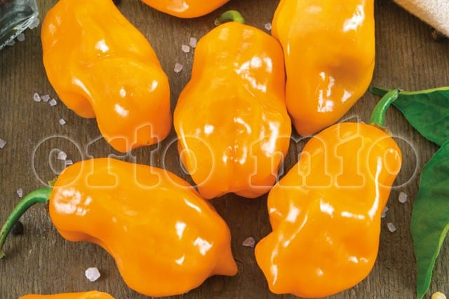 Peperoncino piccante VERY HOT Habanero arancione - 1 pianta v.10 cm - Orto Mio Orto Mio