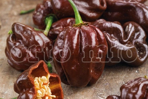 Peperoncino piccante VERY HOT Habanero chocolate - 1 pianta v.10 cm - Orto Mio Orto Mio