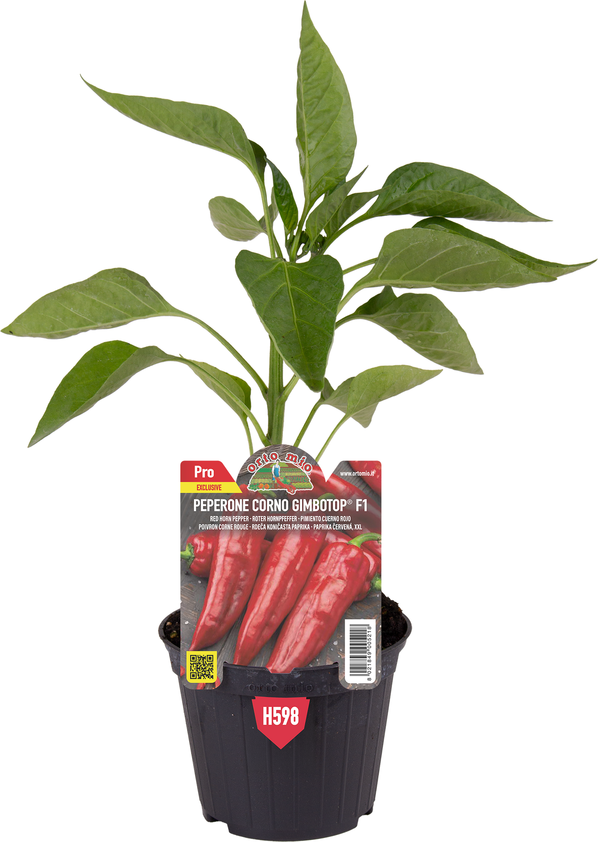 Peperone corno rosso - 1 pianta v.10 cm - Orto Mio