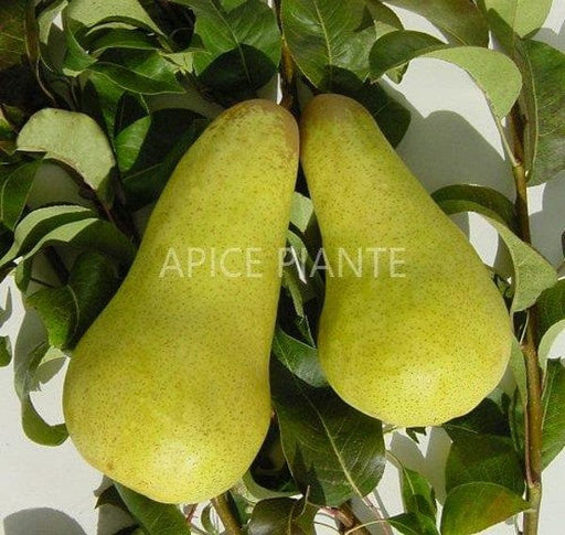 Pero varietà Abate Fetel - Apice Piante 20 cm Apice piante (4202915)