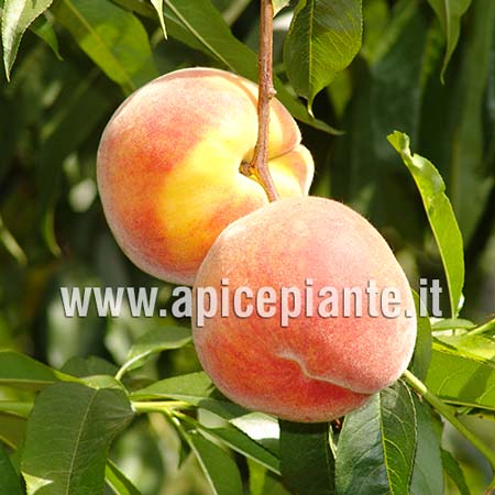 Pesco Fairtime - v. 20 cm - Apice Piante Apice piante (4202916)