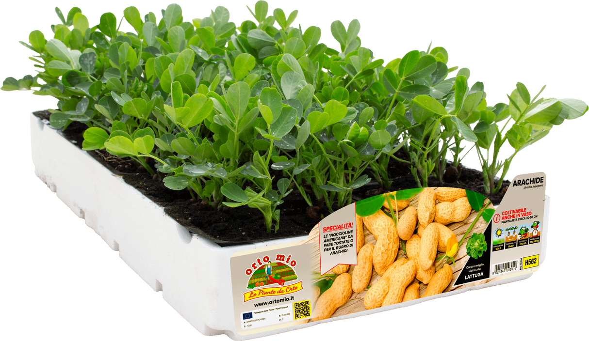Arachide americana - vaschetta 4 piante - Orto Mio