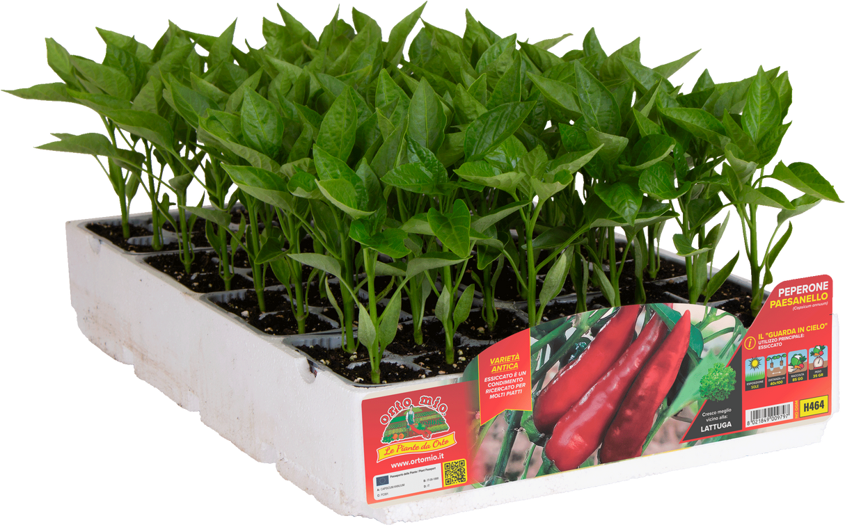 Peperone Paesanello "guarda in cielo" in piante F1 - Orto Mio