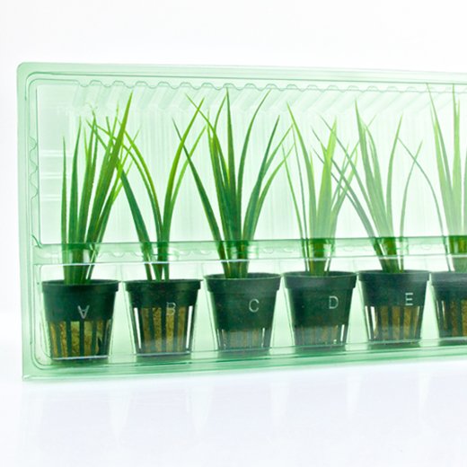 Pacco per ordine per 6 tappi ø55x60mm (conico).